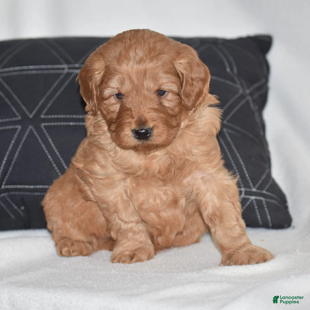 Mini Goldendoodle dogs for sale: Waden - Ad 1