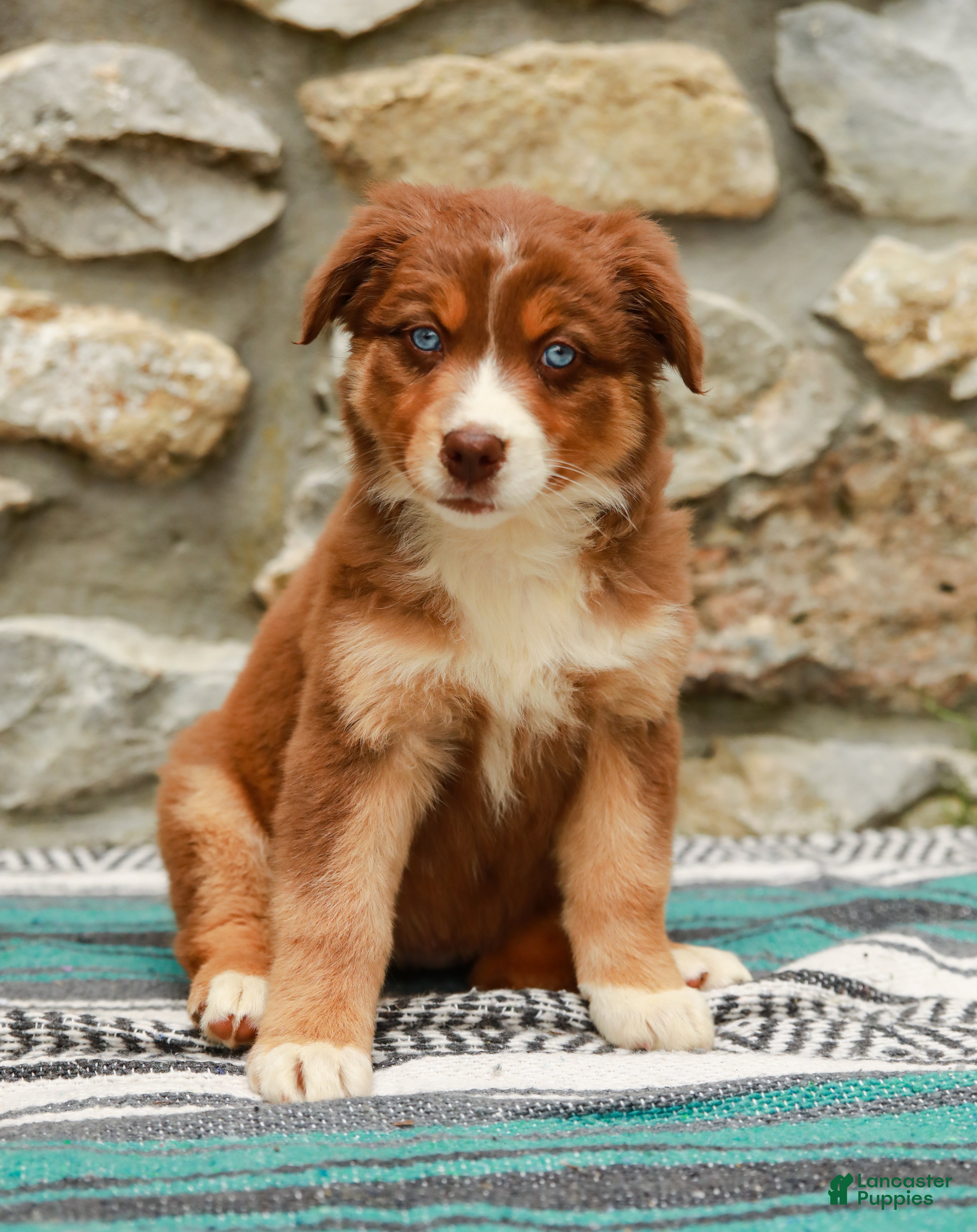 Australian Shepherd dogs Daisy - Ad 2