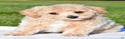 Bichpoo dogs for sale: trey - Ad 6