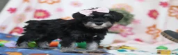 Miniature Schnauzer dogs for sale: Vera - Ad 4