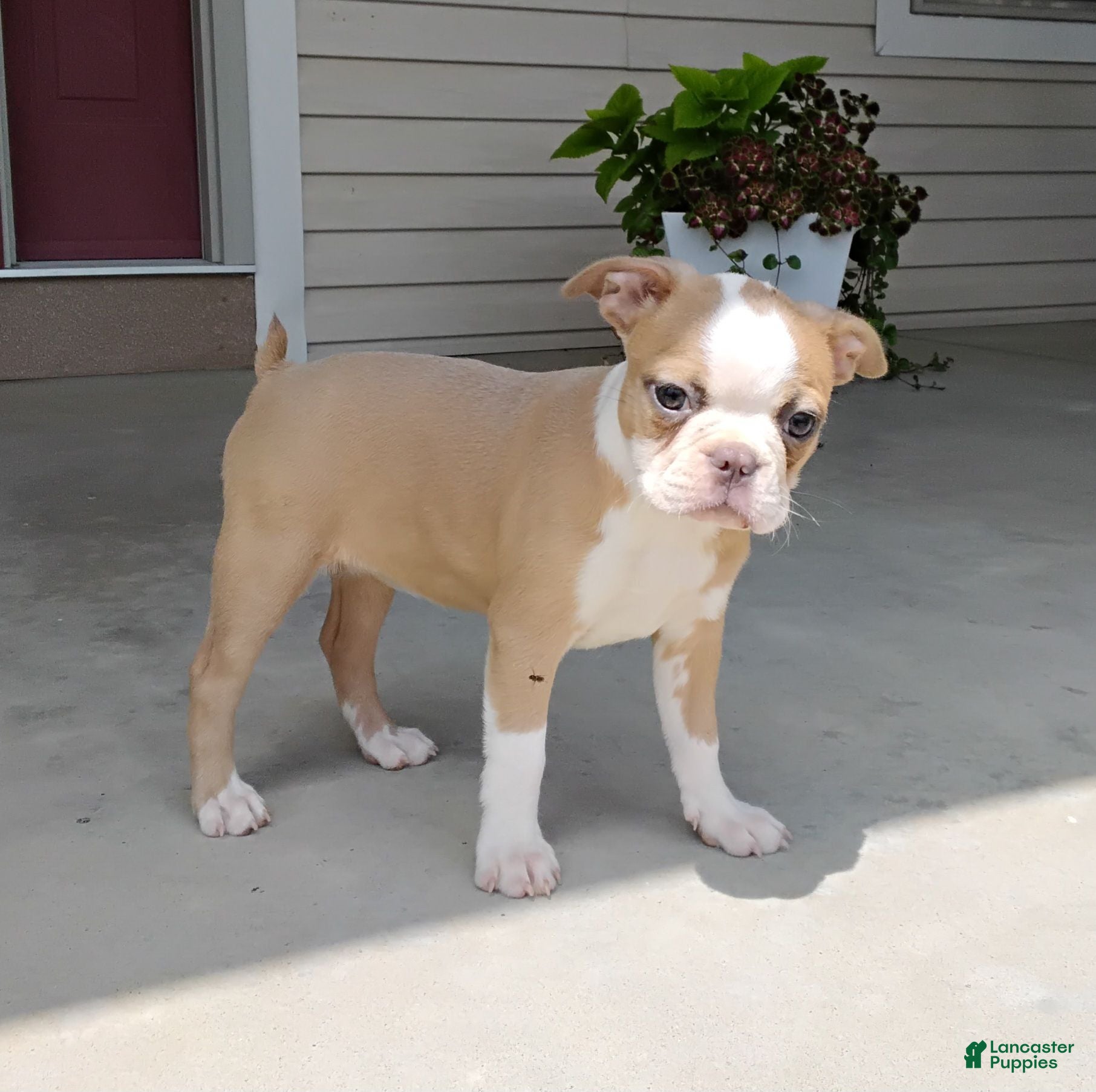 Boston Terrier dogs Candy - Ad 1