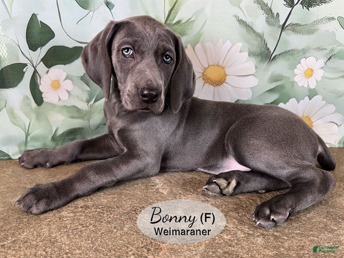 Weimaraner dogs Bonny - Ad 1