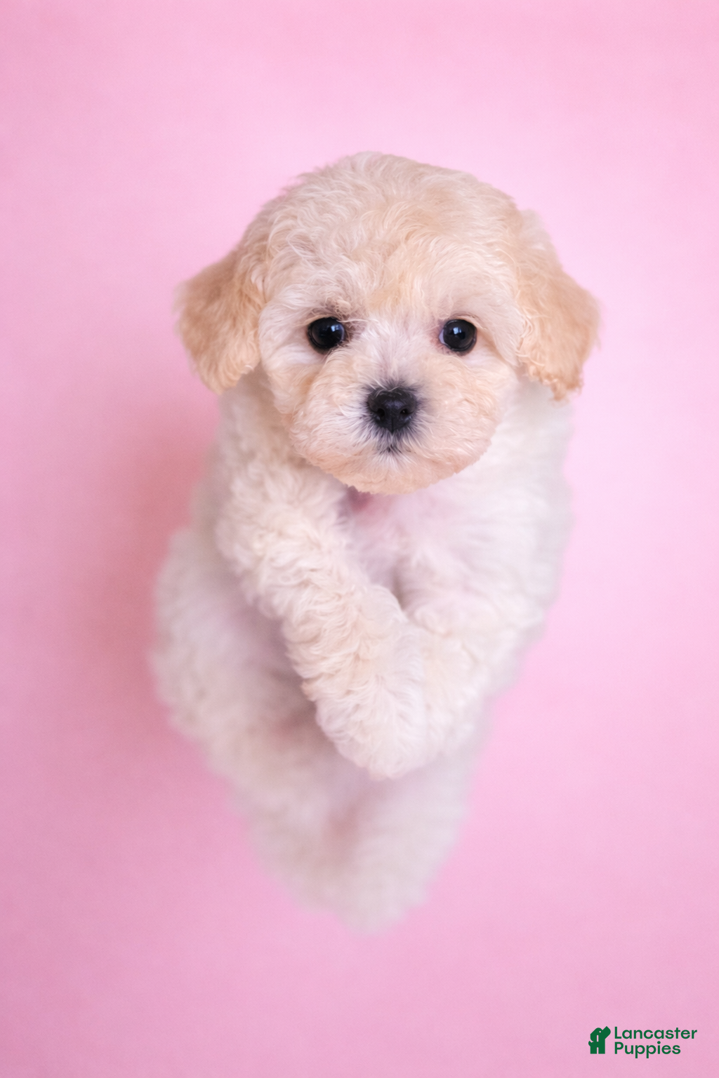 Bichpoo dogs Luna - Ad 1