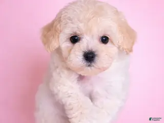 Bichpoo dogs for sale: Luna - Ad 1