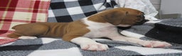 Boxer dogs for sale: Duke - Ad 3