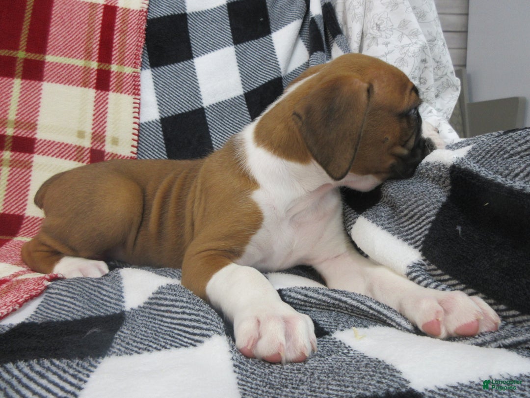 Boxer dogs for sale: Duke - Ad 3