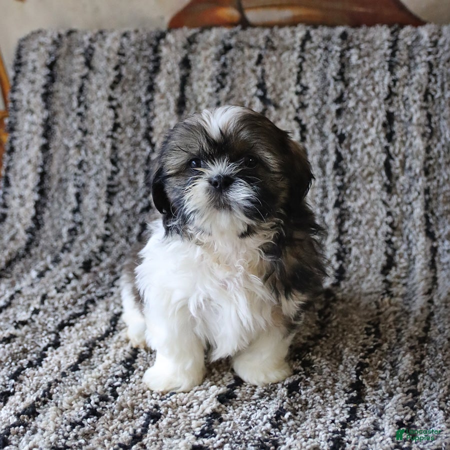 Shih Tzu dogs Rascal - Ad 2