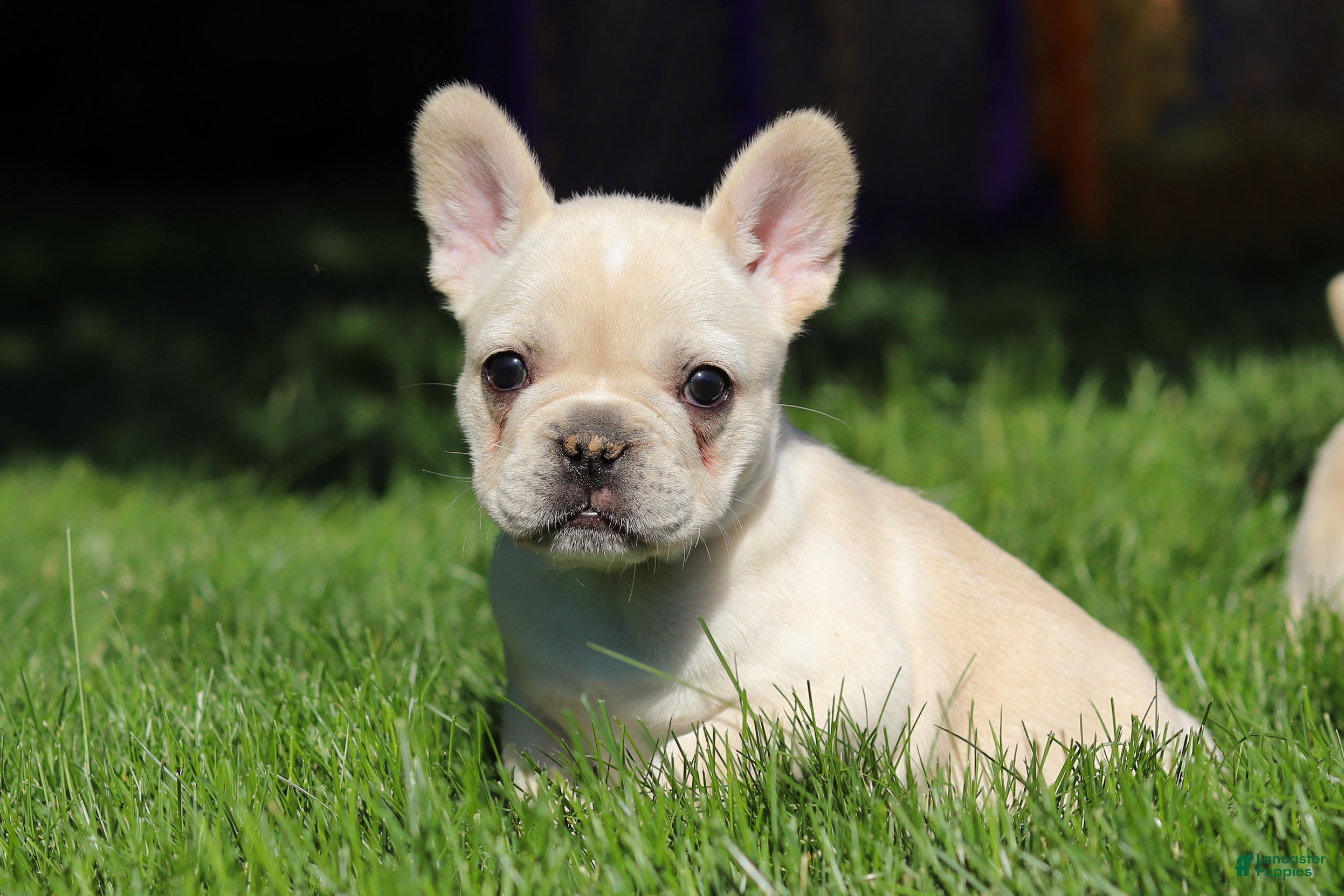 French Bulldog dogs for sale: Courtney - Ad 5