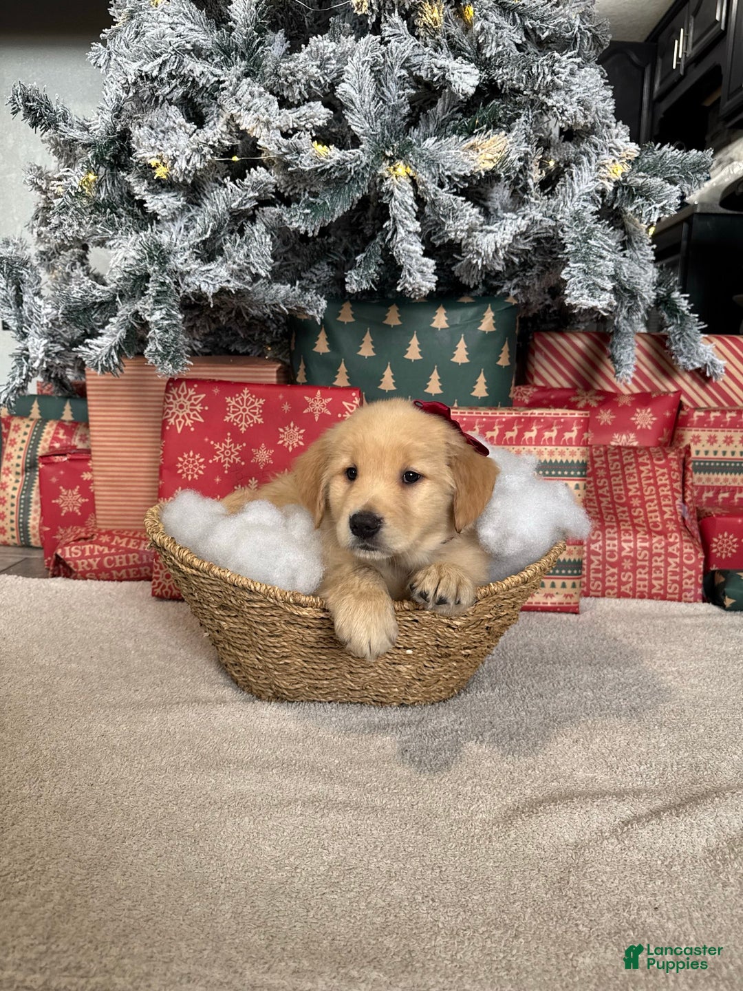 Golden Retriever dogs for sale: Sugar - Ad 4