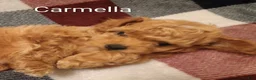 Toy Poodle dogs for sale: Carmella - Ad 3