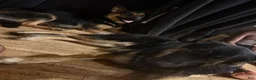 German Shepherd dogs for sale: Lila - Ad 9