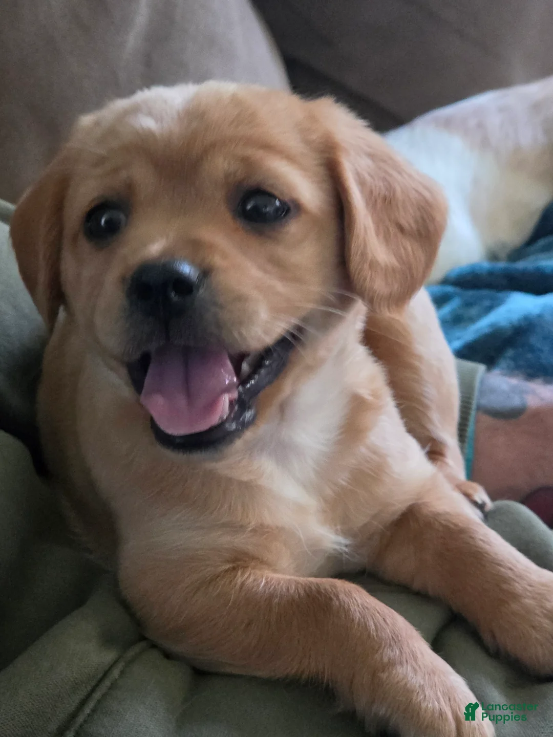 Cavapoo dogs for sale: Mia - Ad 1