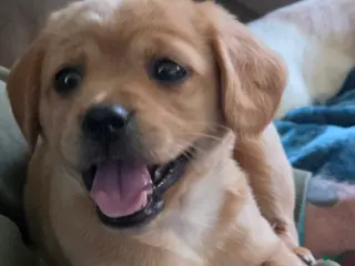 Cavapoo dogs Mia - Ad 4