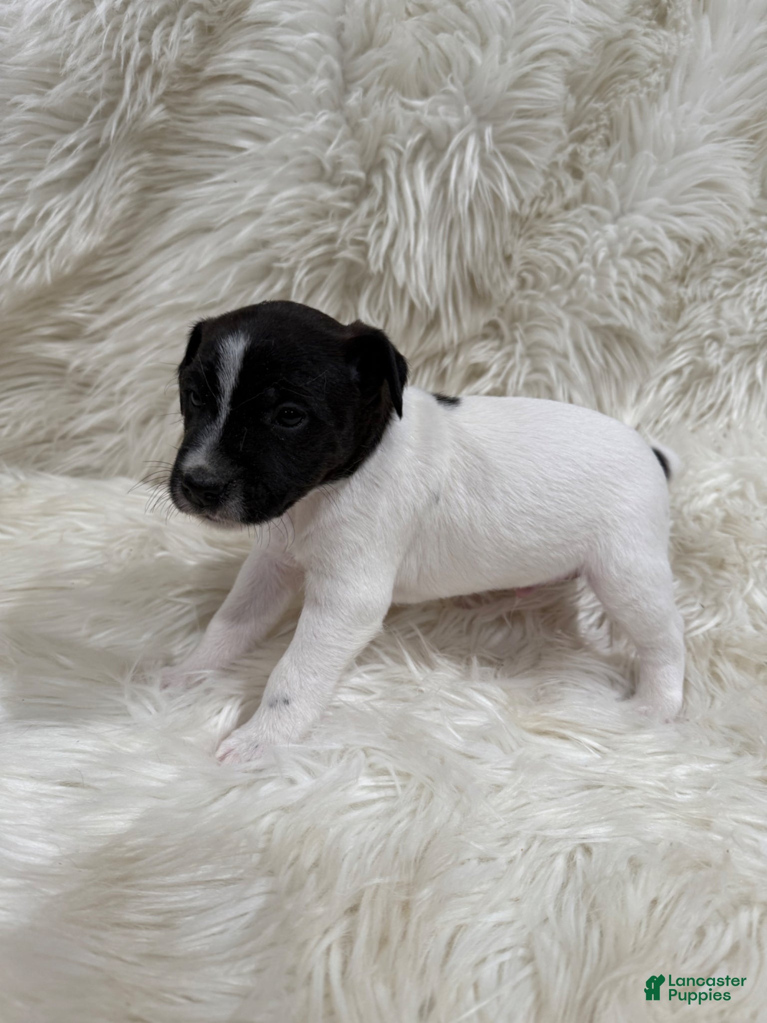 Jack Russell Terrier dogs Jrtca Rocky  - Ad 2