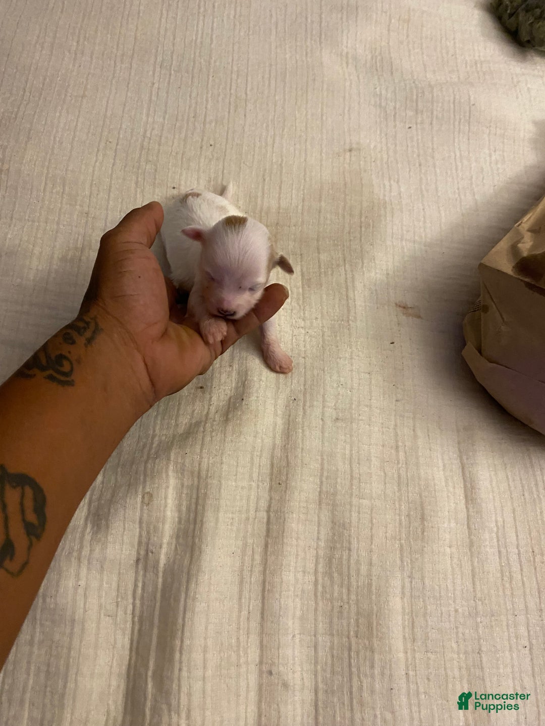 Yorkshire Terrier dogs for sale: Rubys Litter - Ad 9