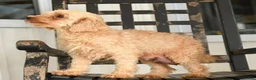 Miniature Poodle dogs for sale: Theodore - Ad 5