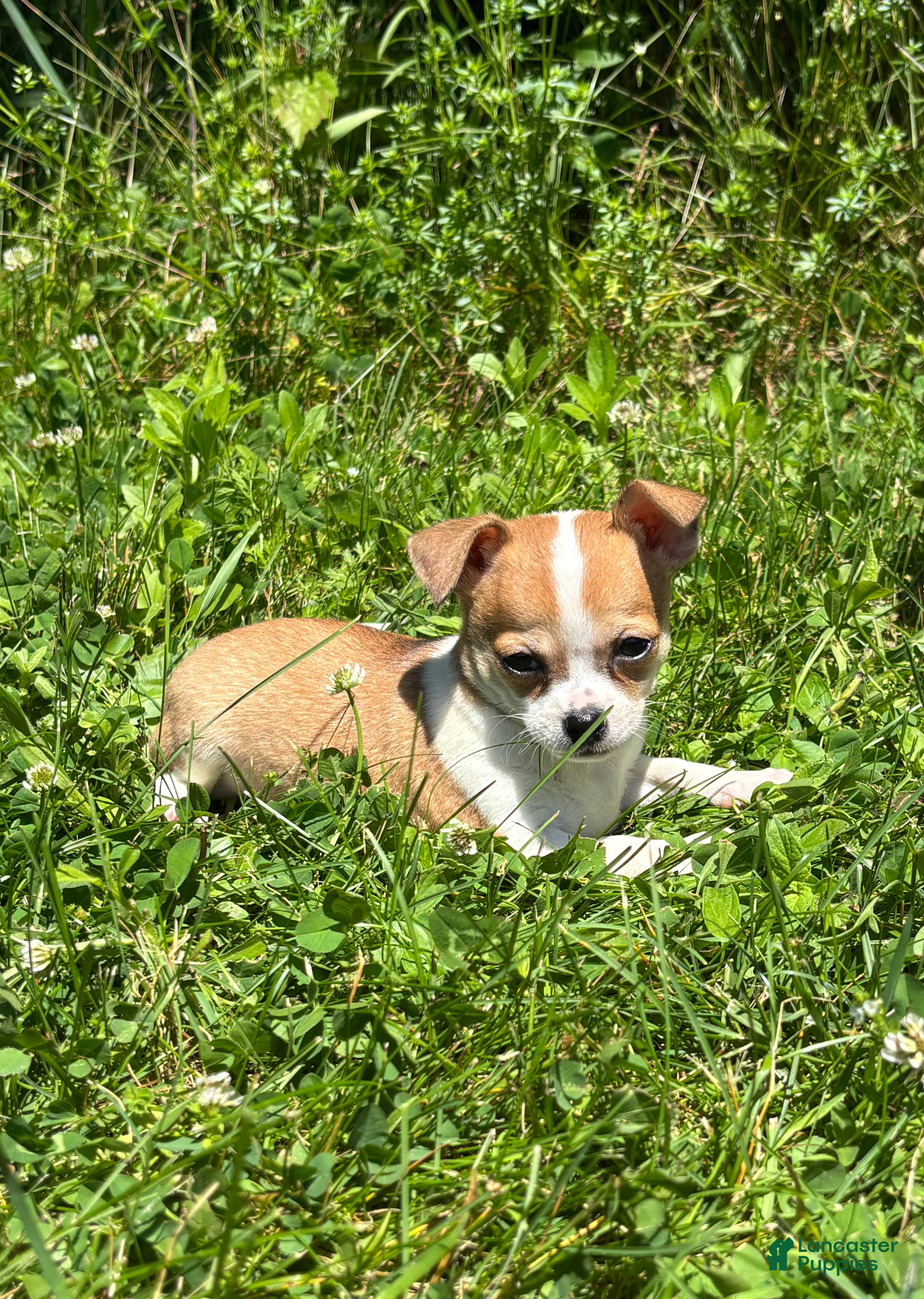 Chihuahua dogs Cookie - Ad 1