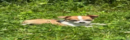 Chihuahua dogs for sale: Cookie - Ad 1