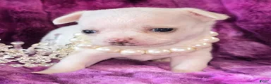 Sugar