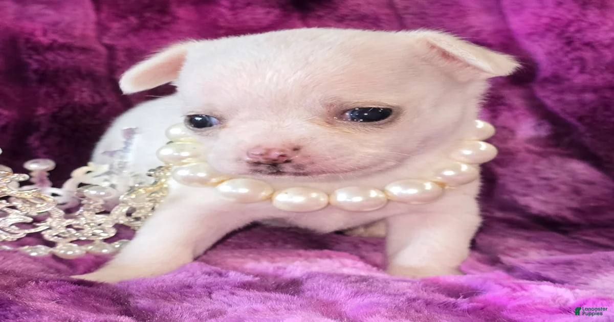 Sugar Chihuahua for sale in Zanesville | Lancaster Puppies