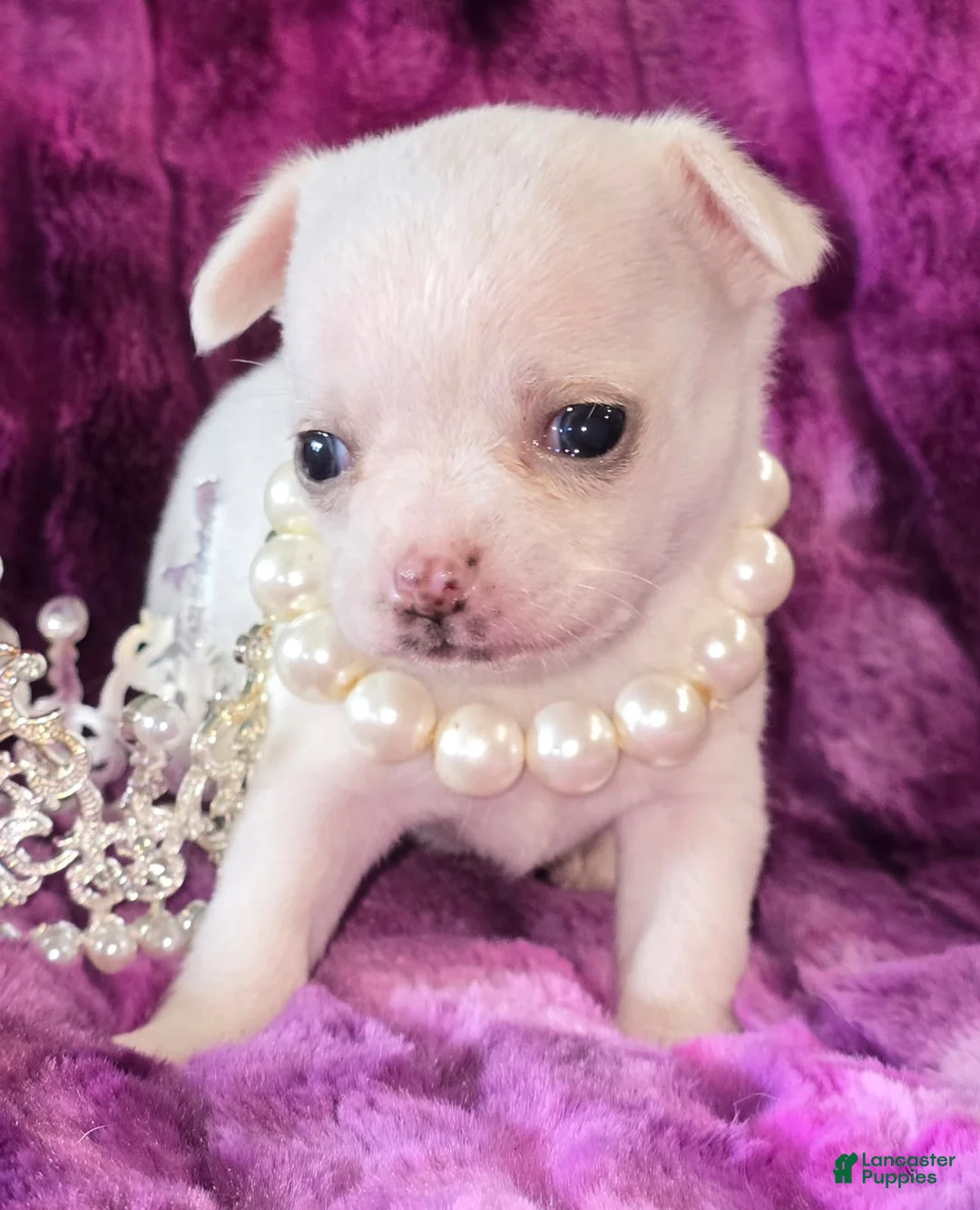 Chihuahua dogs for sale: Sugar - Ad 1