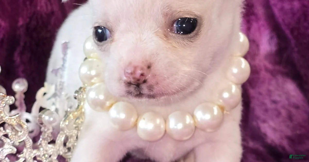 Sugar Chihuahua for sale in Zanesville | Lancaster Puppies Sugar Chihuahua for sale in Zanesville | Lancaster Puppies