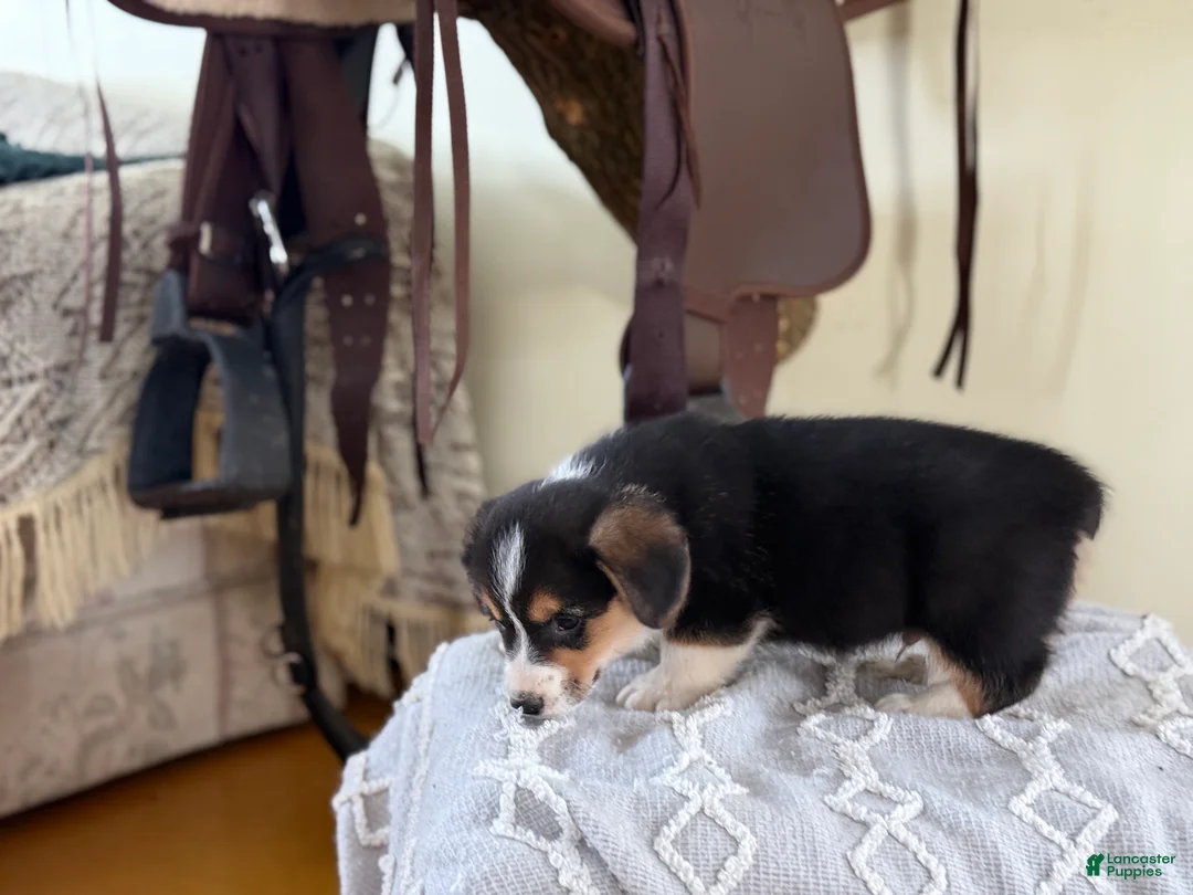 Welsh Corgi Pembroke dogs for sale: Forrest - Ad 3