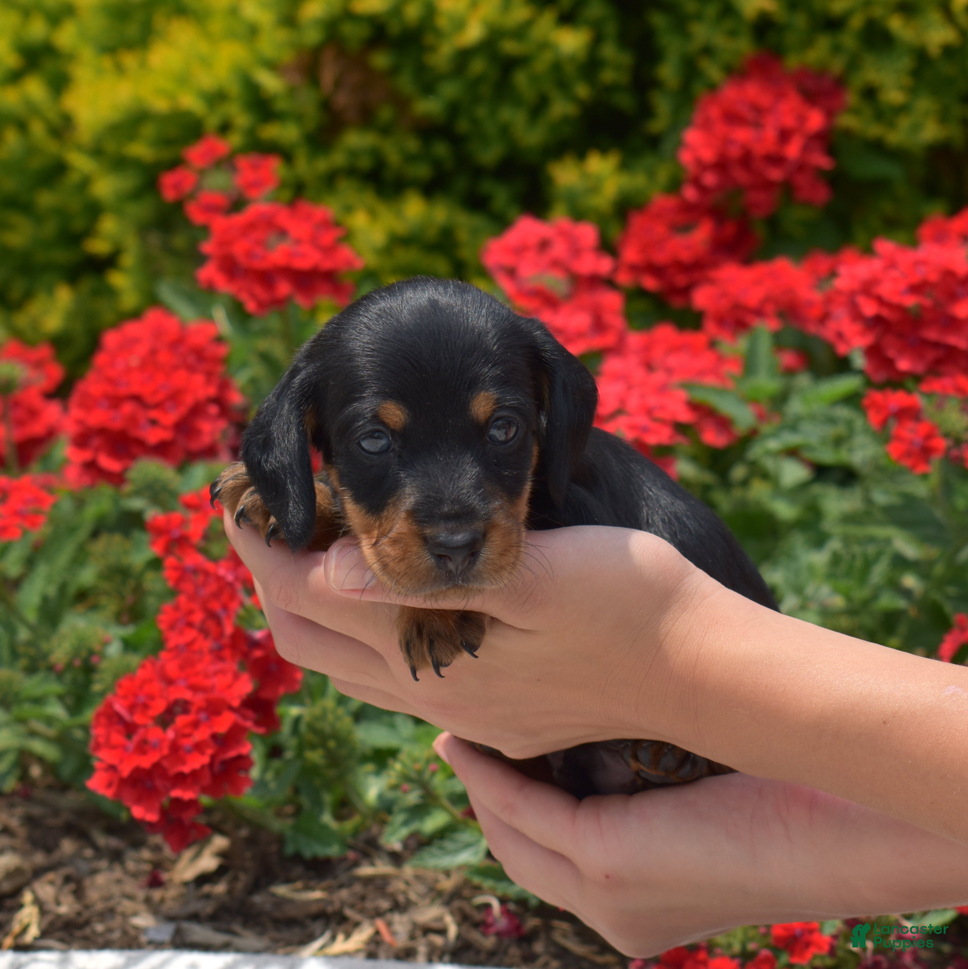 Miniature Dachshund dogs Banjo - Ad 2