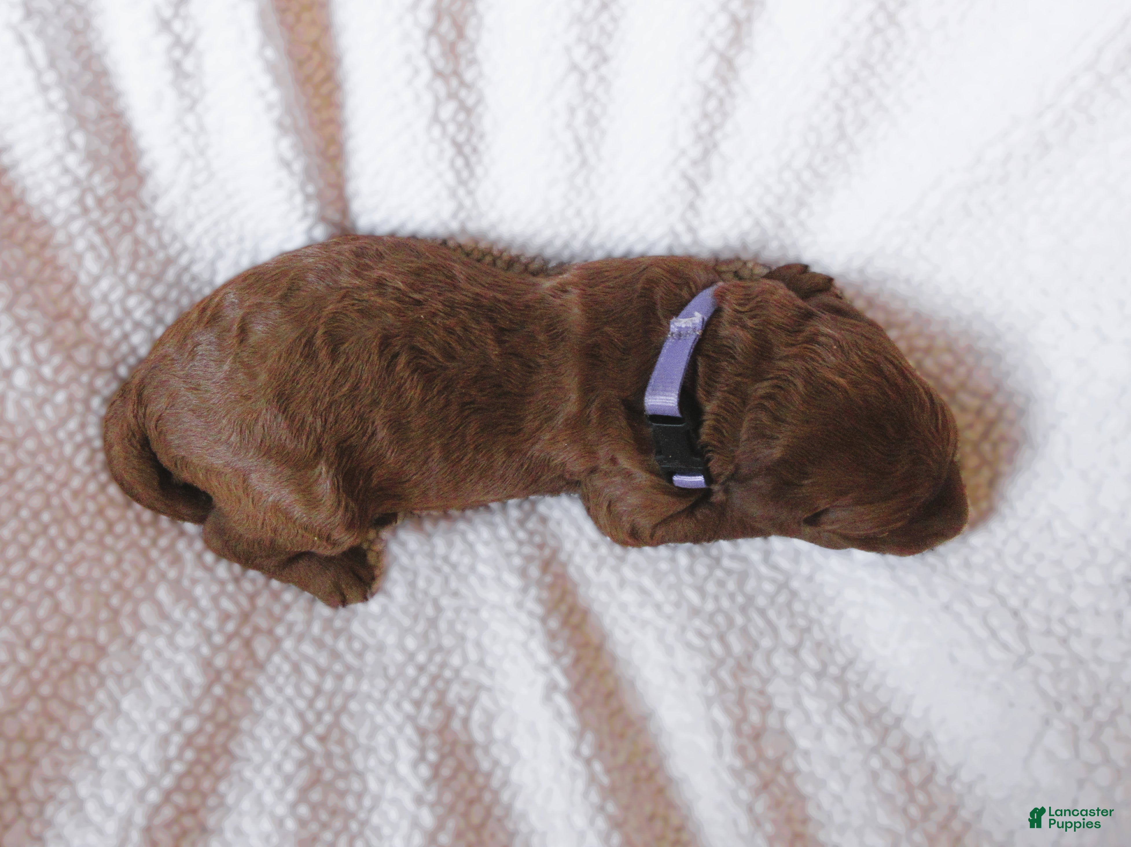 Goldendoodle dogs for sale: Purple collar - Ad 2