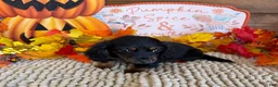 Miniature Dachshund dogs for sale: Katie - Ad 2