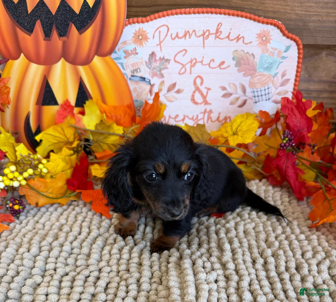 Miniature Dachshund dogs for sale: Katie - Ad 2