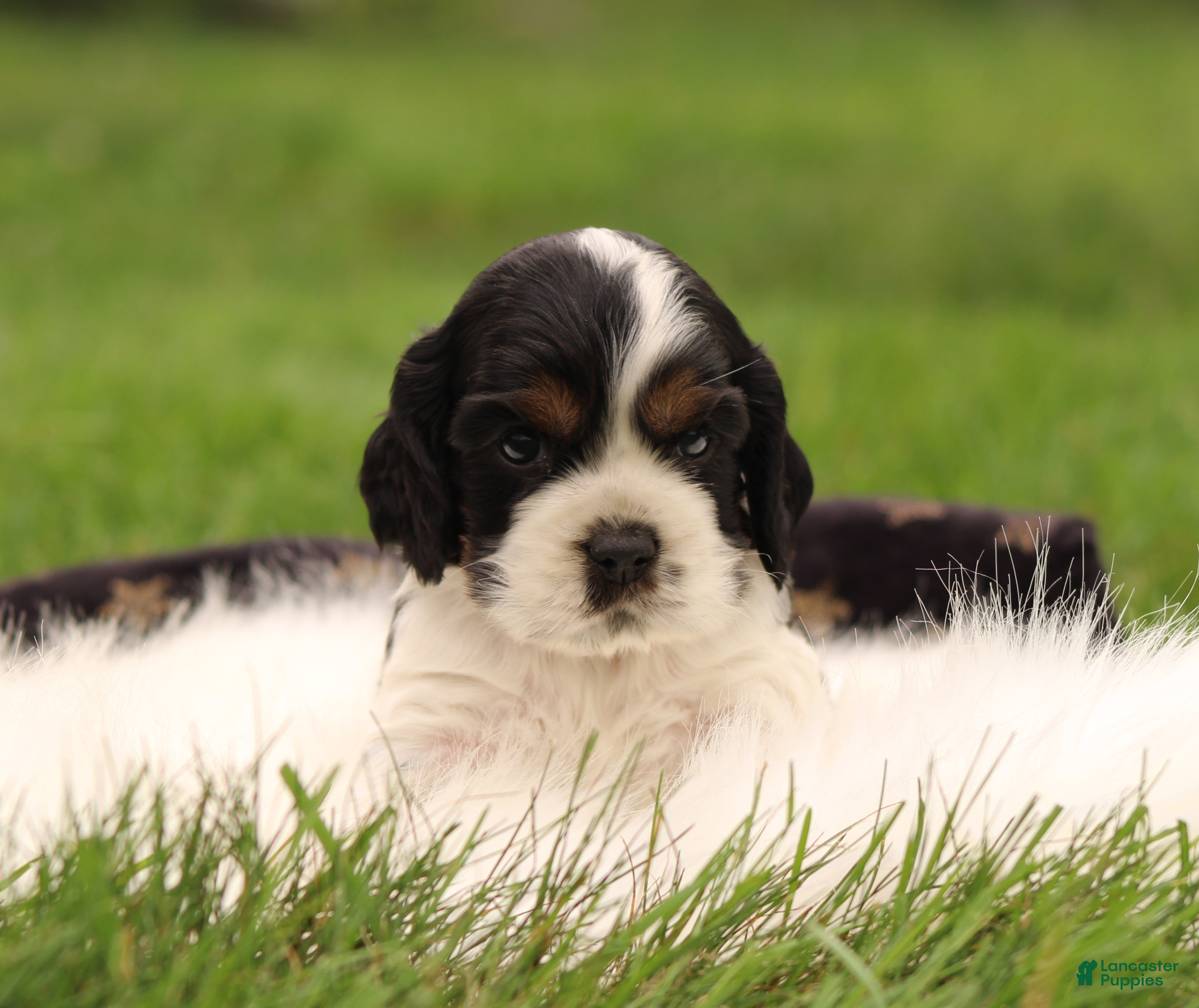 Cocker Spaniel dogs Spruce - Ad 1