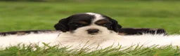 Cocker Spaniel dogs for sale: Spruce - Ad 1