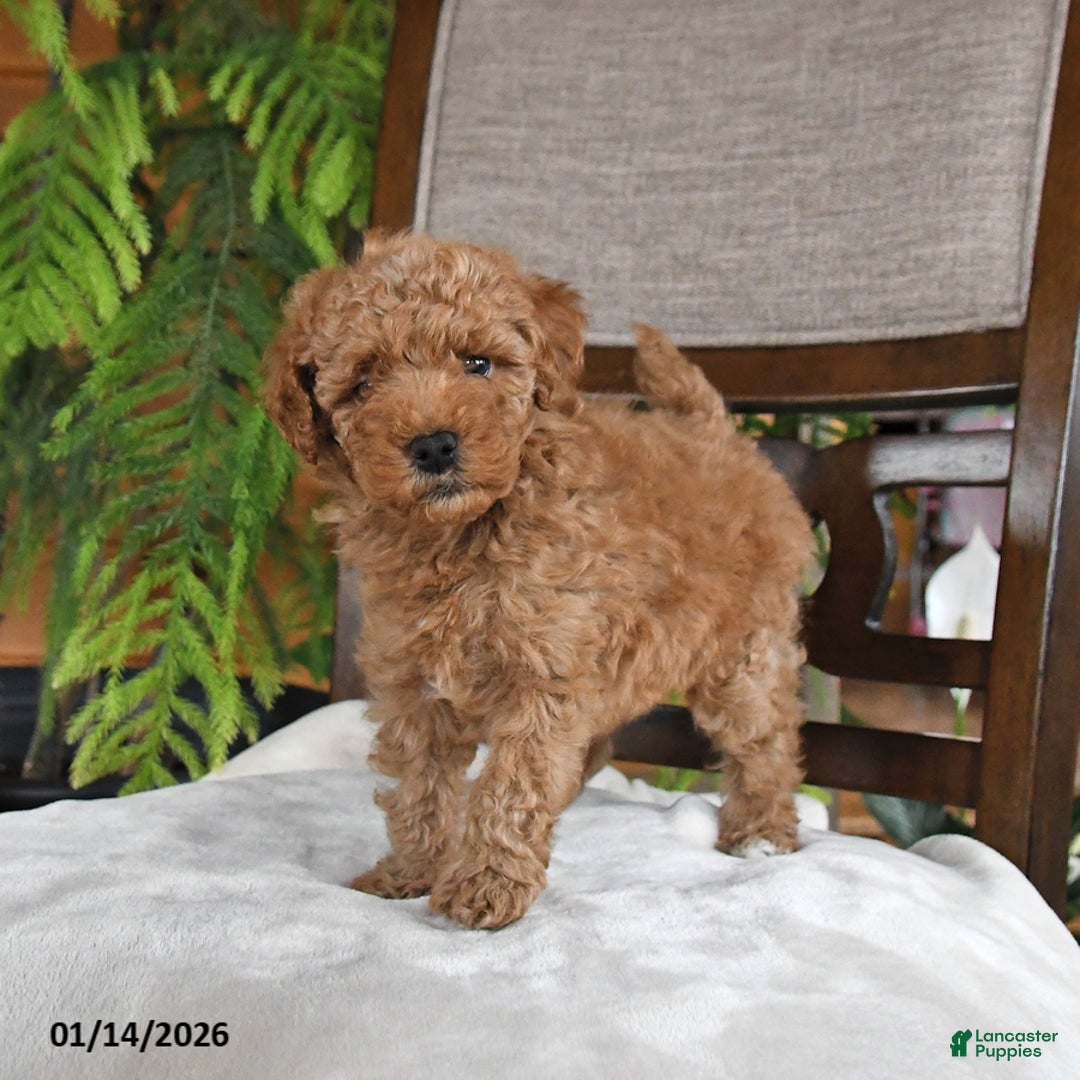 Maltipoo dogs for sale: Jordan - Ad 2