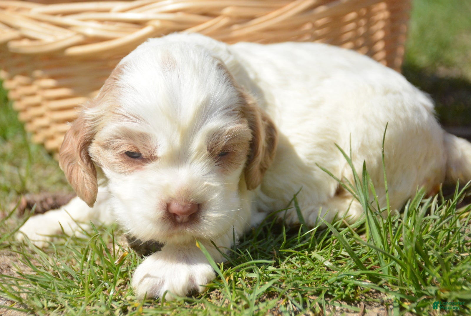 Cockapoo dogs Cockapoo Carla - Ad 16