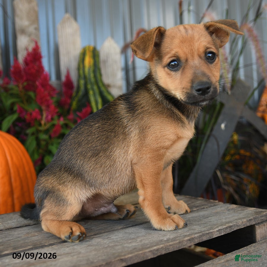 Mixed Breed dogs for sale: Vester - Ad 3