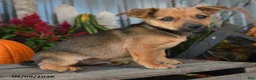 Mixed Breed dogs for sale: Vester - Ad 1