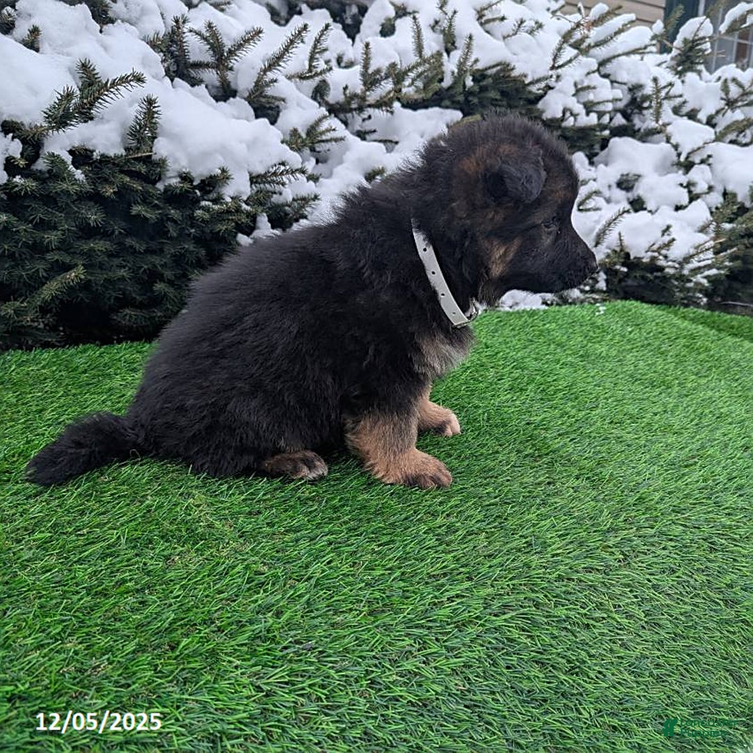 German Shepherd dogs for sale: Condo  - Ad 5