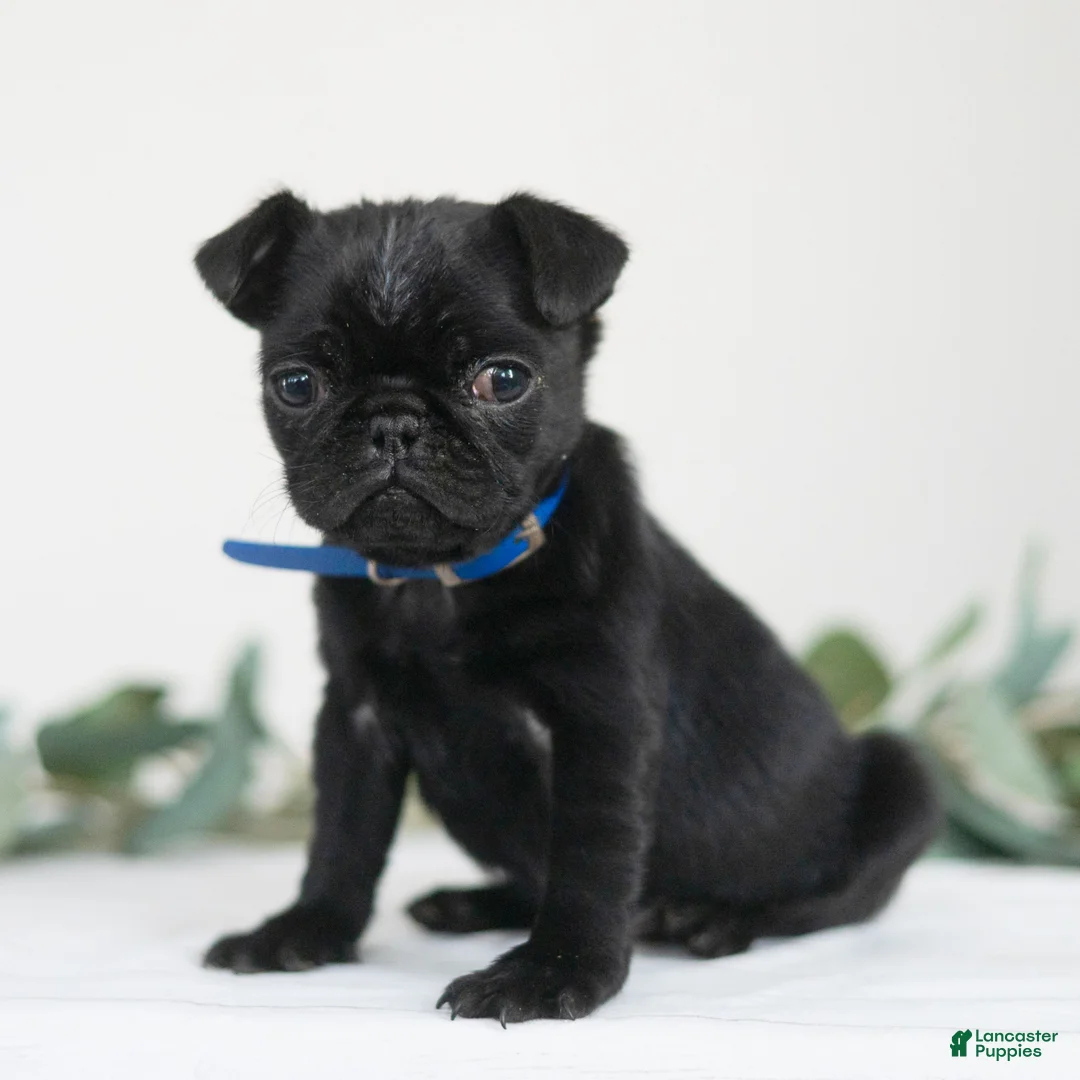 Pug dogs for sale: Titus  - Ad 2