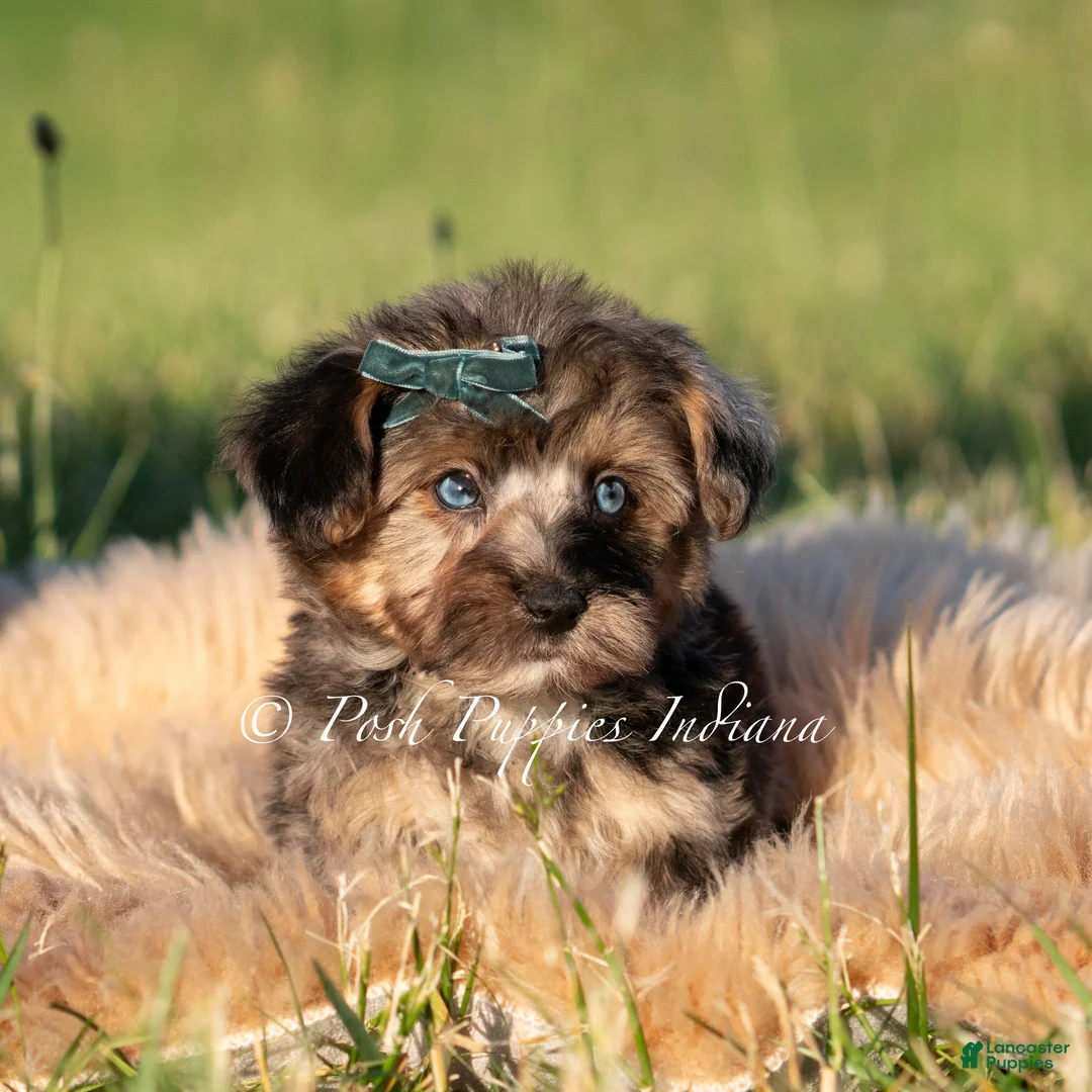 Maltipoo dogs for sale: Azul F1 - Ad 2
