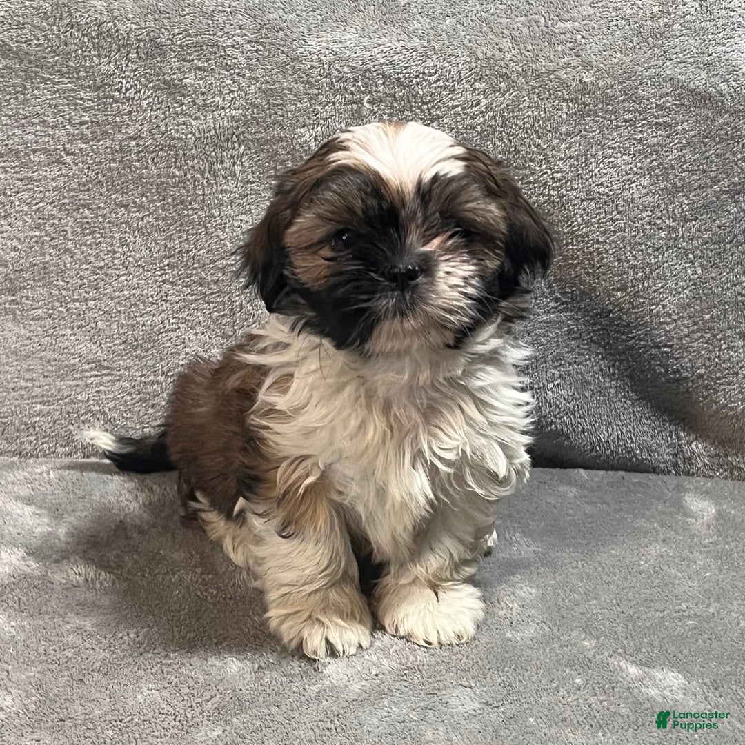 Shih Tzu dogs for sale: Harrison - Ad 3