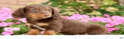 Miniature Dachshund dogs for sale: Dominic - Ad 6