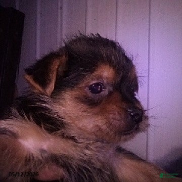 Yorkshire Terrier dogs Haley - Ad 2
