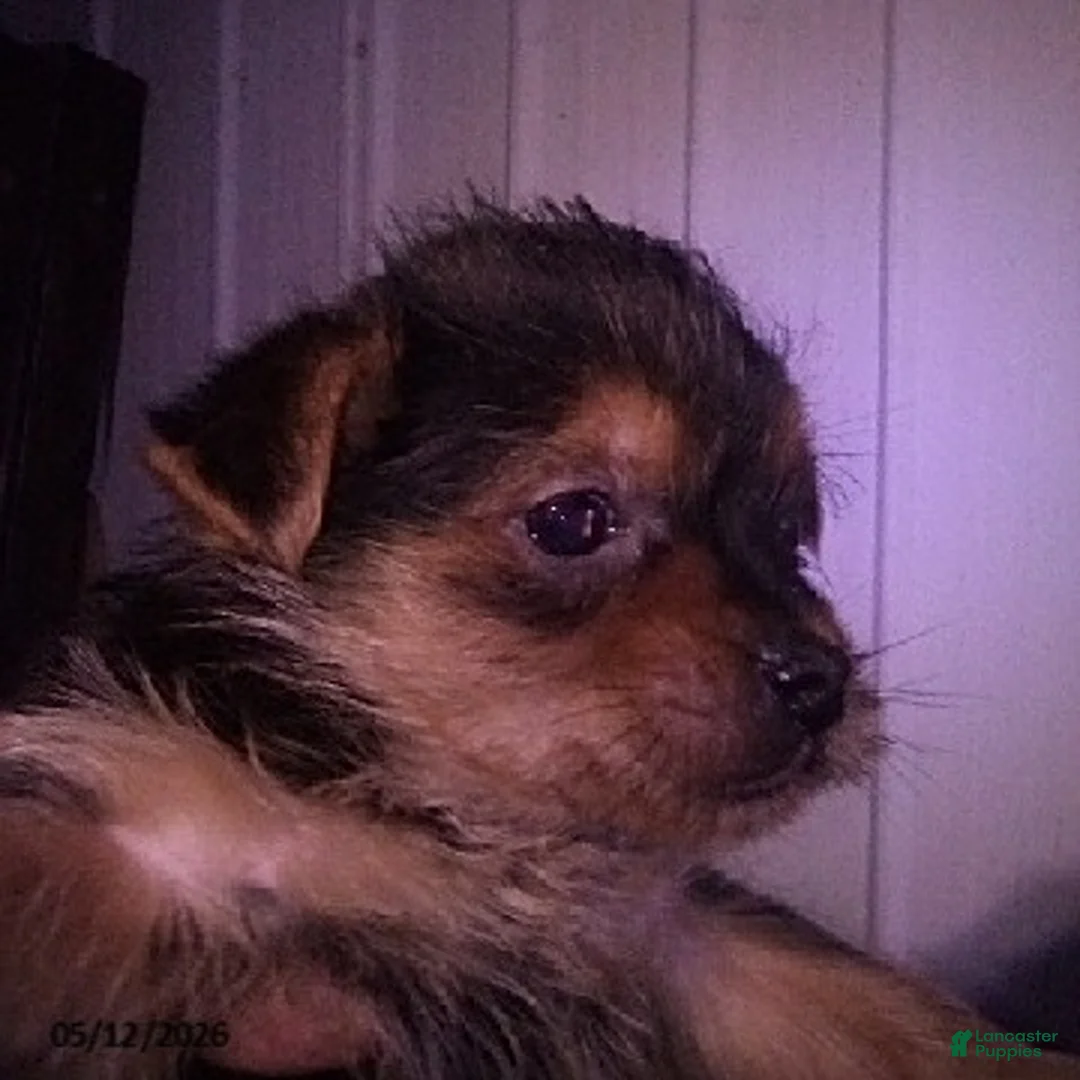 Yorkshire Terrier dogs for sale: Haley - Ad 2