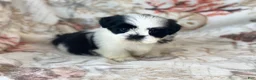 Shih Tzu dogs for sale: Oreo - Ad 4
