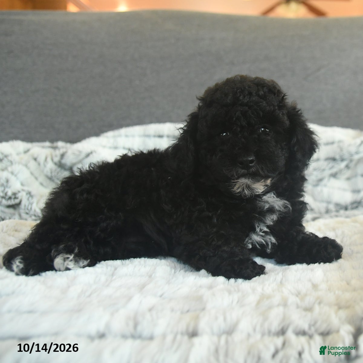 Toy Poodle dogs Yessi - Ad 2