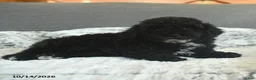 Toy Poodle dogs for sale: Yessi - Ad 2