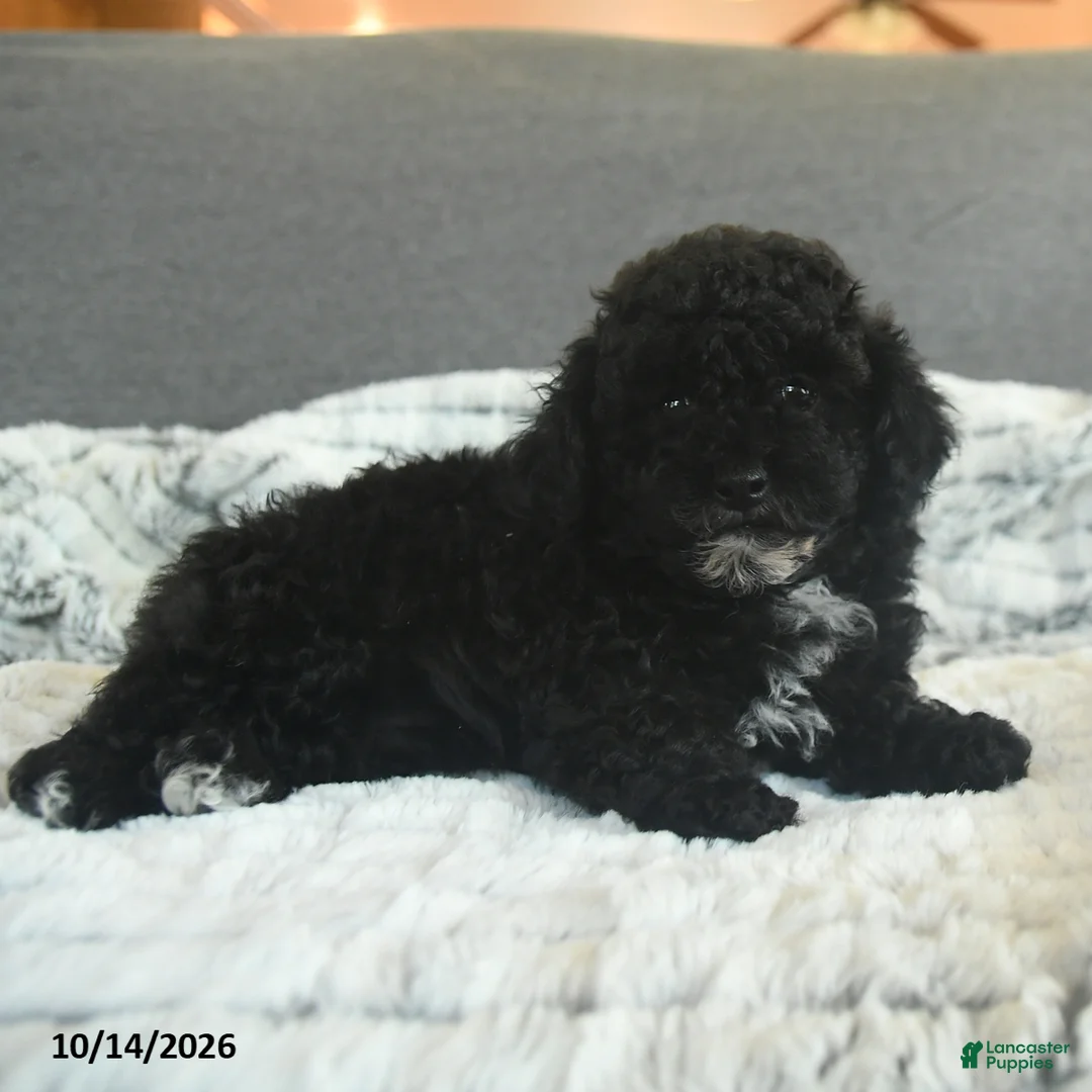 Toy Poodle dogs for sale: Yessi - Ad 2