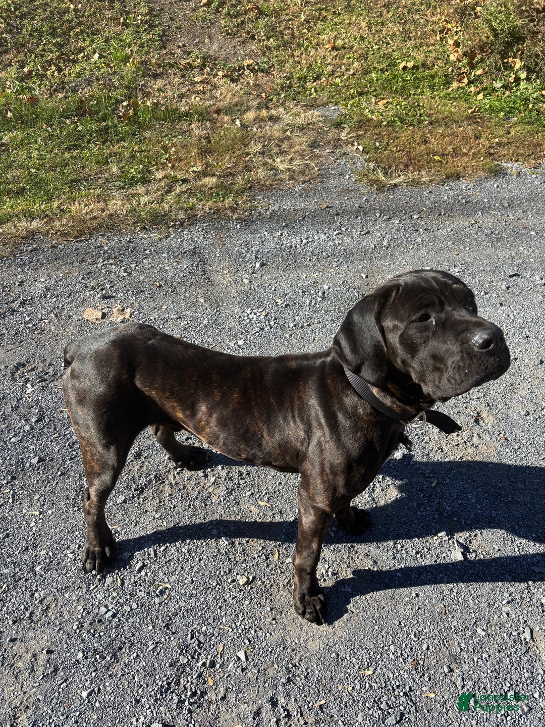 Cane Corso dogs for stud: Xphos - Ad 6
