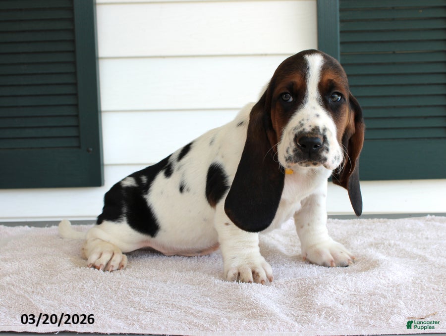 Basset Hound dogs Simba - Ad 2